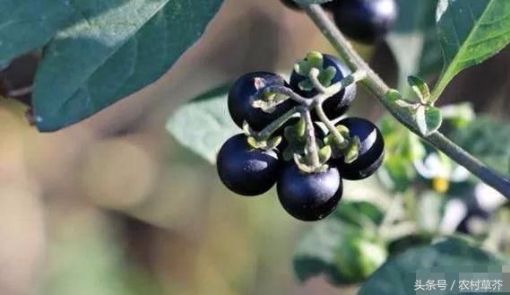 见过这些野菜的都是正儿八经的农村人，要是吃过一半以上我真心服