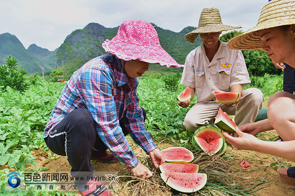 德保:脐橙果下套种西瓜获丰收