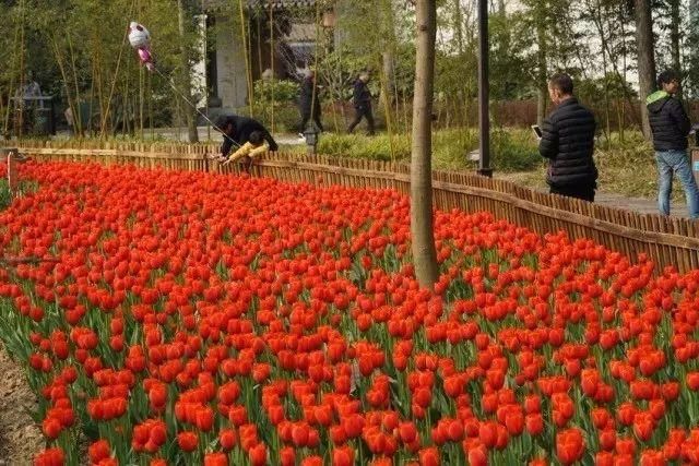 美翻！宁波市区这个公园的郁金香已花开成海，即将刷屏朋友圈！去