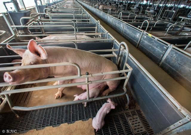 这到底是怎么了？猪业巨头转让资产，是准备退出？还是以退为进？