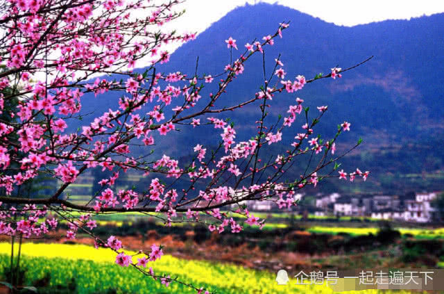 中国最美乡村：江西婺源，这里10万亩油菜花开了，如同天上人间