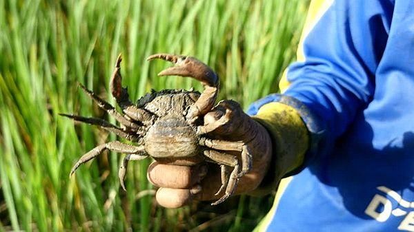 稻田养虾蟹方式火爆，随意跟风容易亏本，注意以下几个问题可避免