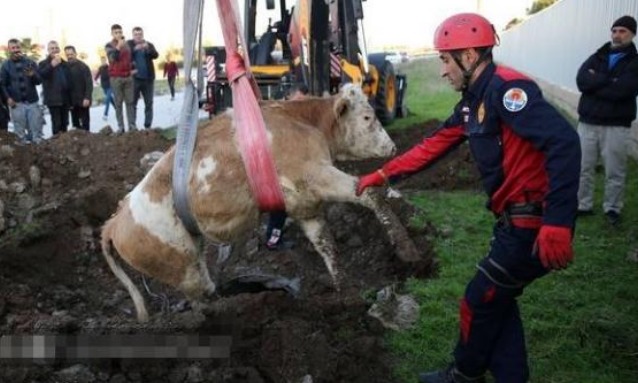 土耳其奶牛不慎跌入沙井,消防员出动吊车成功