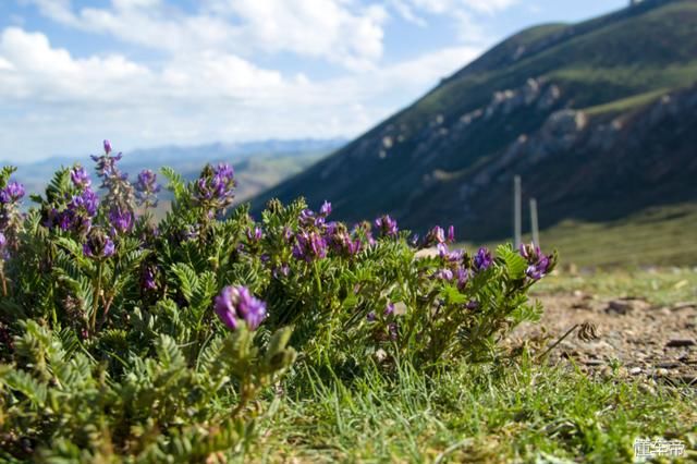 川藏线自驾游一趟为什么那么贵,进来看了才知道!