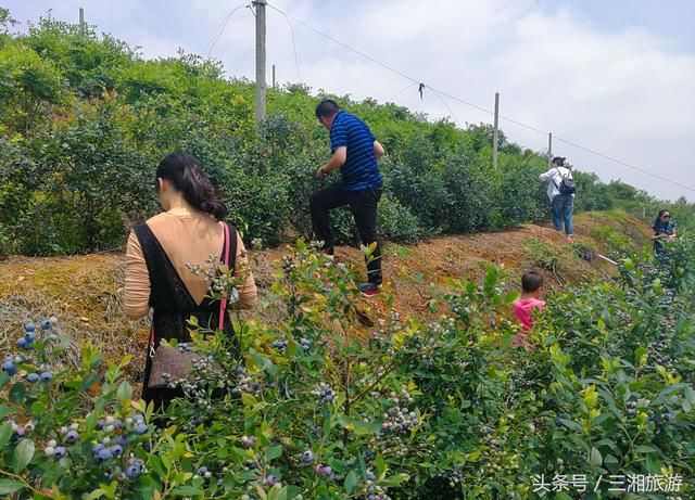 长沙南部有个蓝莓基地，果大微酸带甜味，初夏已进入盛果采摘期