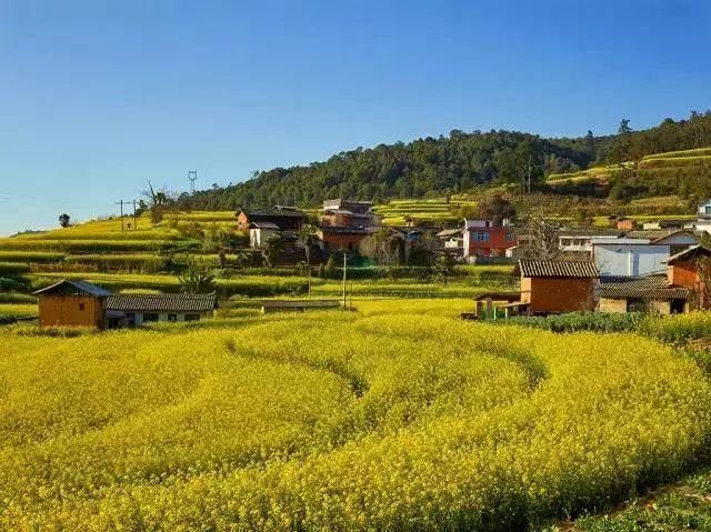 史上最全的云南油菜花赏花地图！春节期间更加壮观