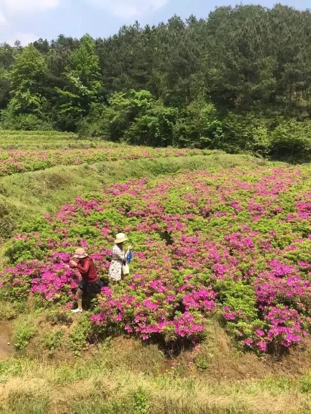 龙门花海 赏花之旅