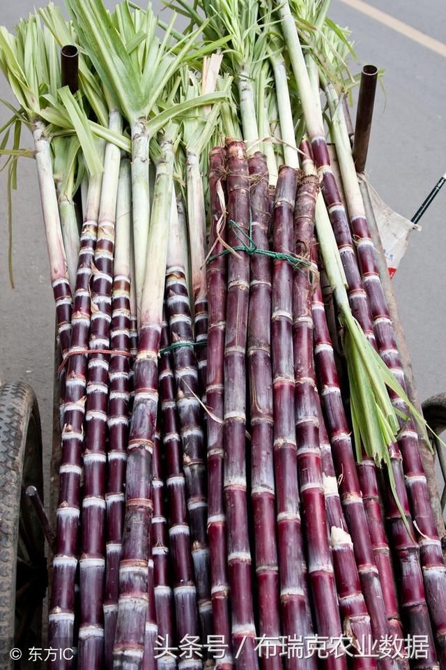 甘蔗含糖率下降 预计2017\/18榨季食糖产量下调