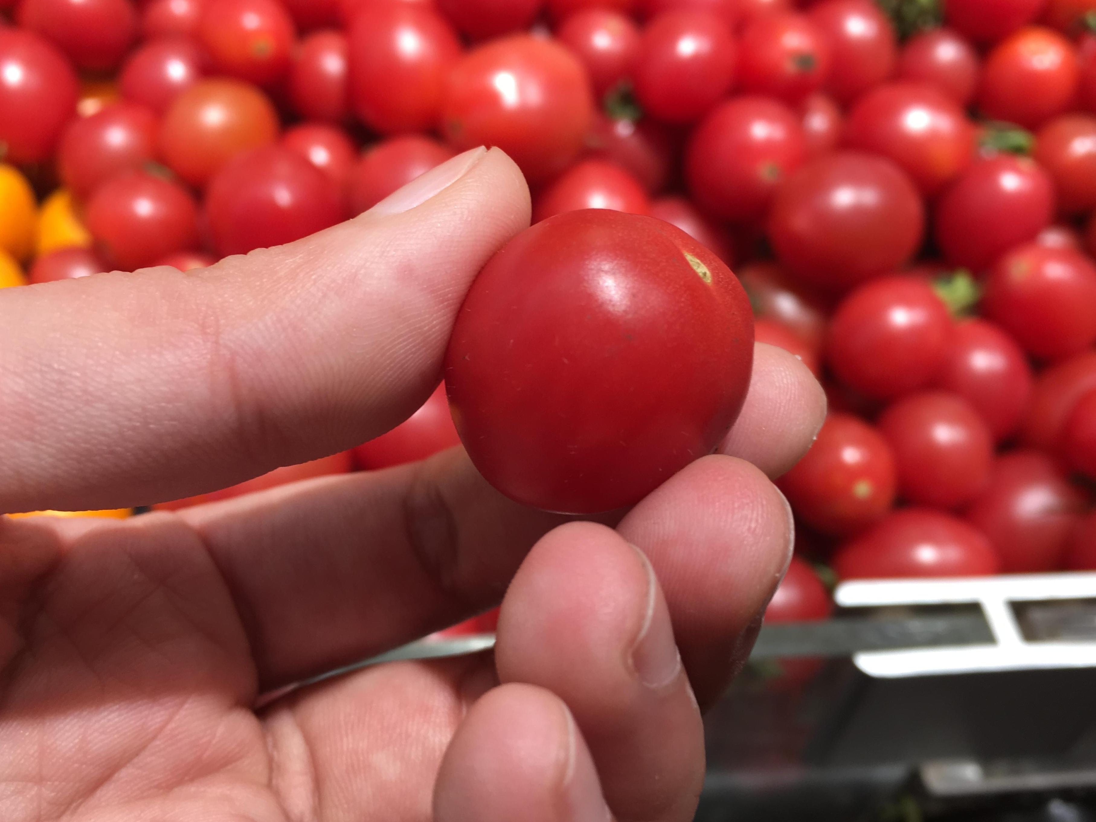 水果店里出现新型水果,外国人叫它小金果,吃