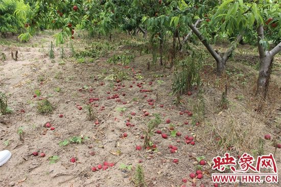 开封万斤桃子成熟遭滞销 免费任摘任吃等你来