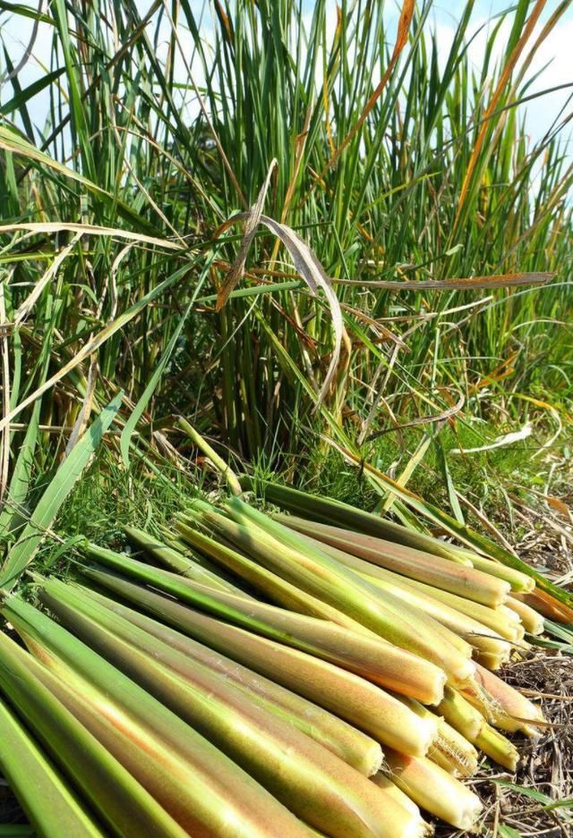 这种植物非常美味，以前农村人把它当柴烧，现在市面上要30块一斤