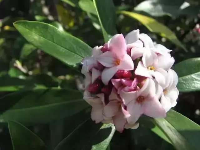 每种花都有特定的花开时间， 掌握这个时间， 为你营造最美的美景