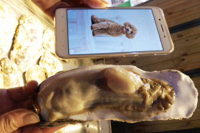 大海蛎子肉比手机屏幕还大 最大一只超过3斤 