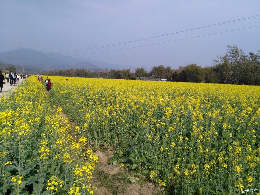 2018年春节粤北韶关赏花，火山上的油菜花 。