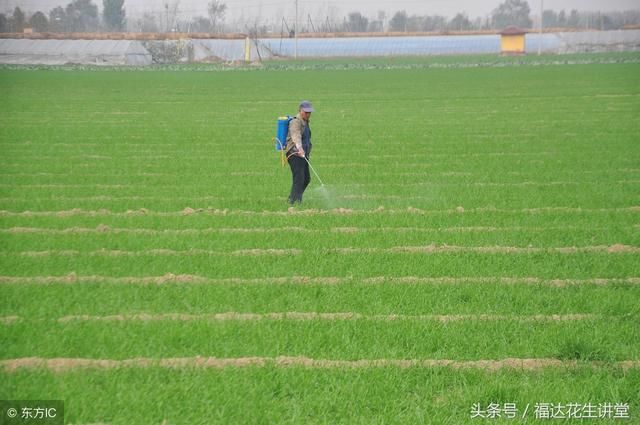 小麦花生一年两季茬口,农民小麦除草苯磺隆分钟慎重使用!