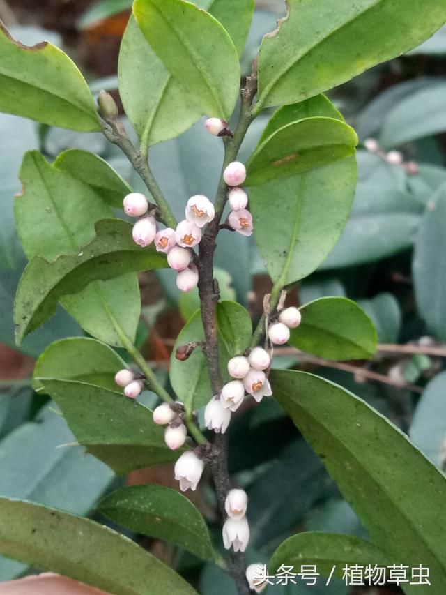 窄基红褐柃，高海拔地区专属山茶科园林植物