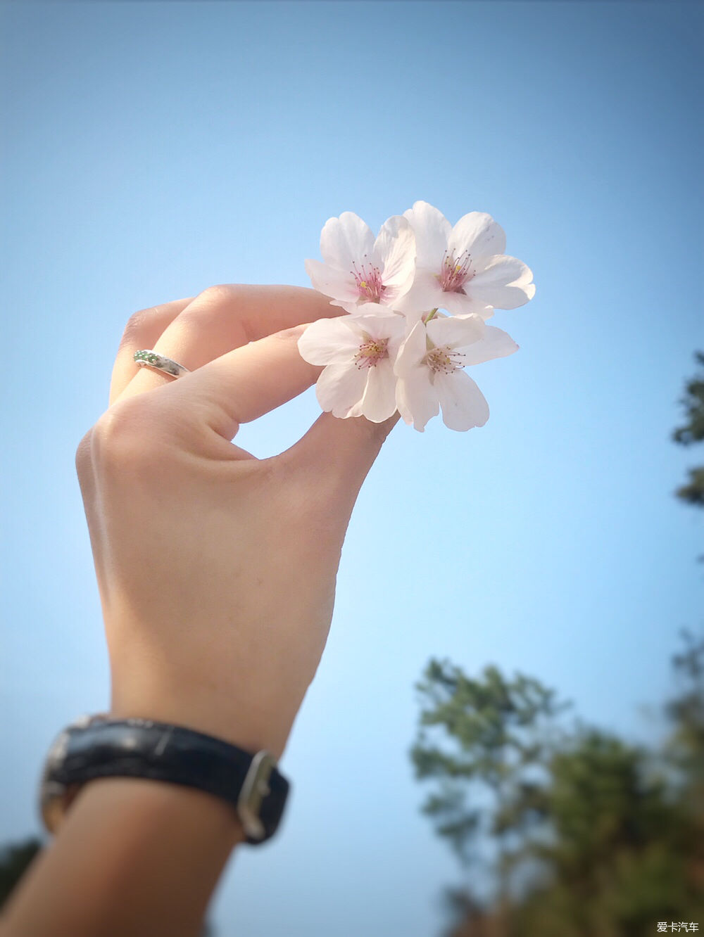 【春之彩】又是一年樱花烂漫时