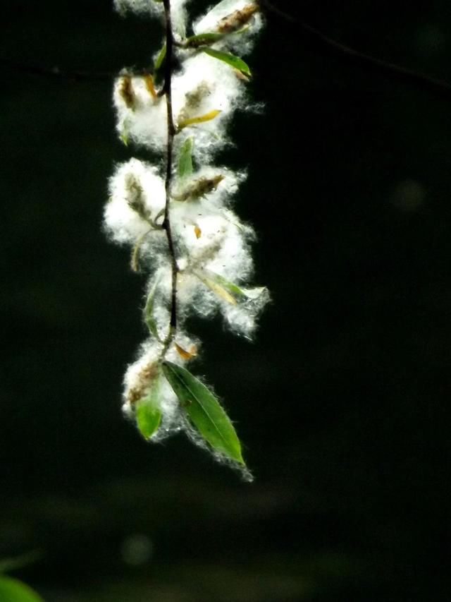 原创大愚诗词《春天里.柳絮》