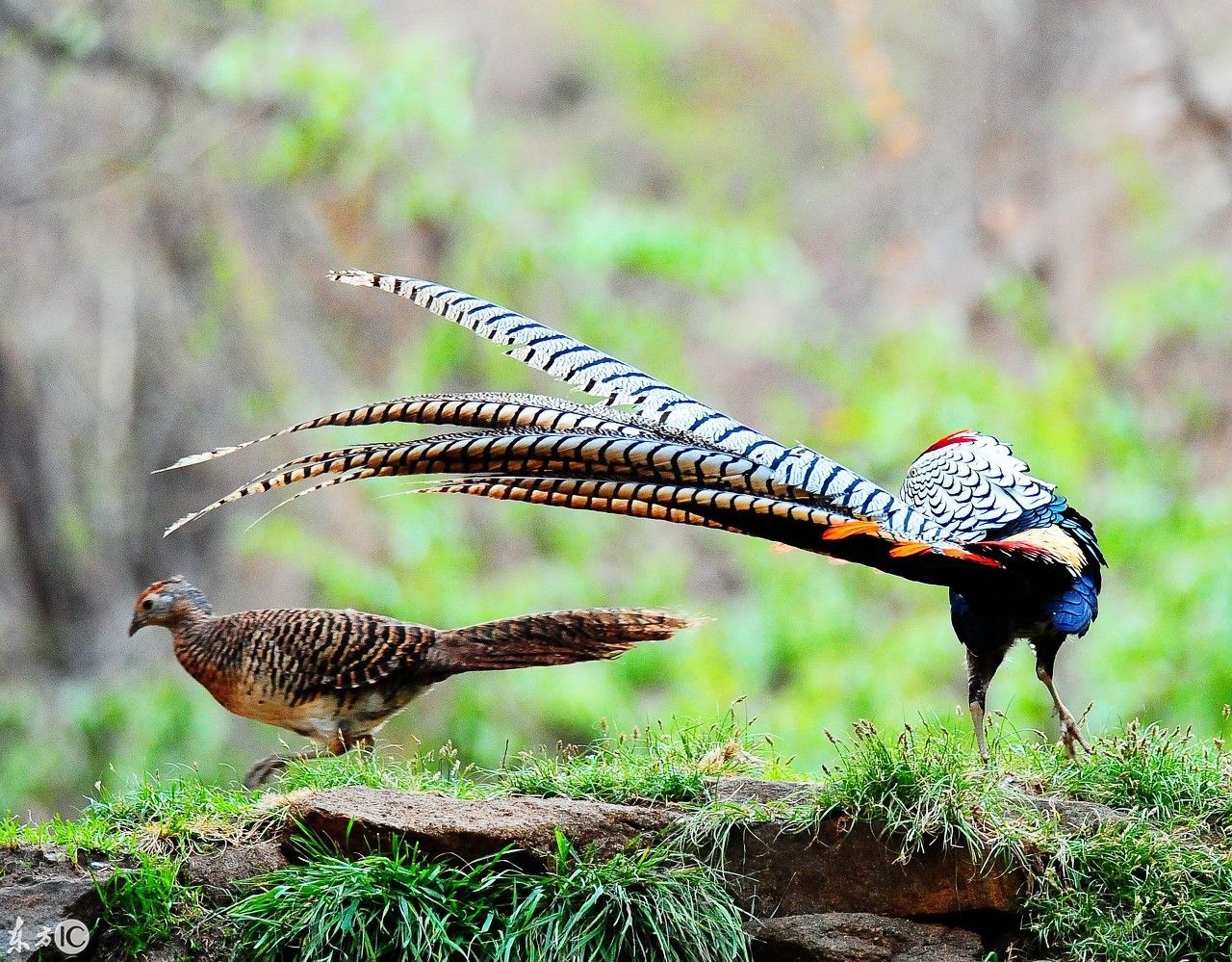 最纯粹原始的爱情到底是什么?让镜头下的白