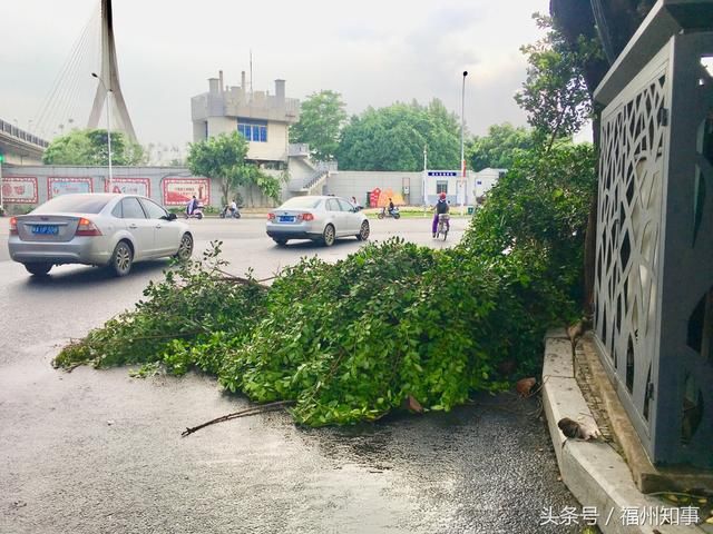 今天下午福州狂风暴雨，路边的大树成了重灾区