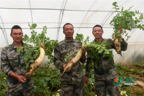 高原官兵谈种菜：吃不完，烂到地里也要种！