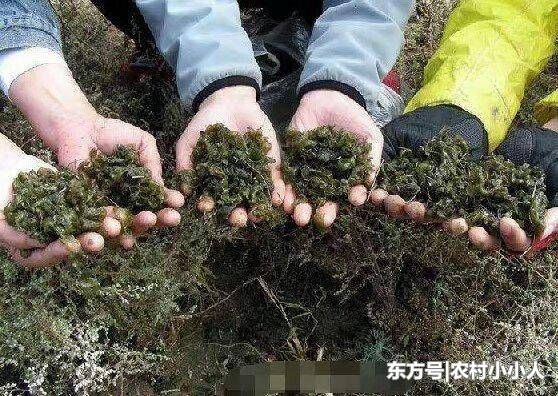 农村人不是很喜欢吃这个美食，不知道城里人花钱了有时候还买不到