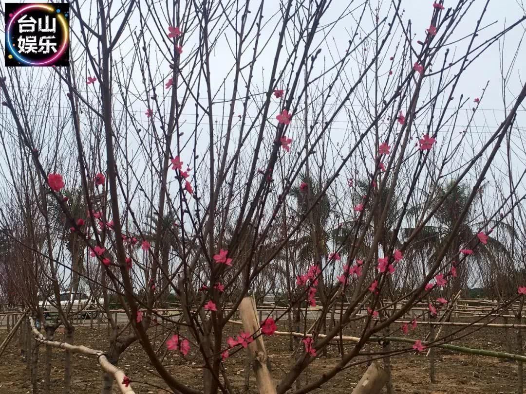 台山海宴又一处“赏花”好地方！你要来转下桃花运吗？