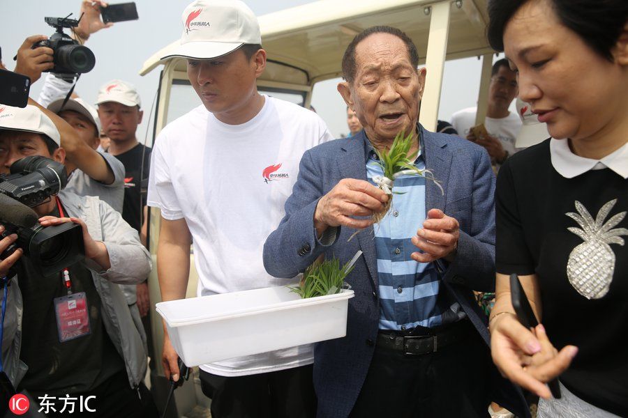 青岛“海水稻”六地同时插秧 袁隆平现场亲手选秧苗