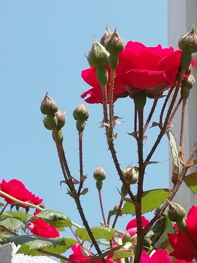 蔷薇花开，满园飘香，你在哪你