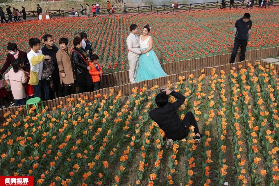摄影师站郁金香花田拍婚纱，被批没素质起身后却让人竖大拇指