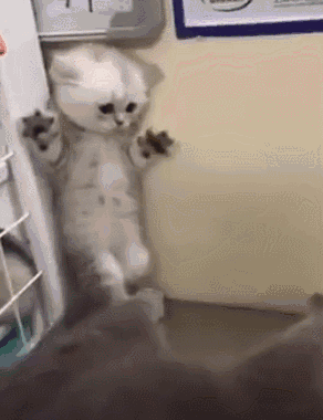 恶搞猫咪qq表情分享展示