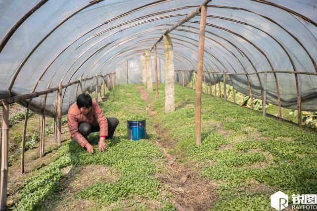 野菜住进大棚卖得比肉还要贵 现在吃正好