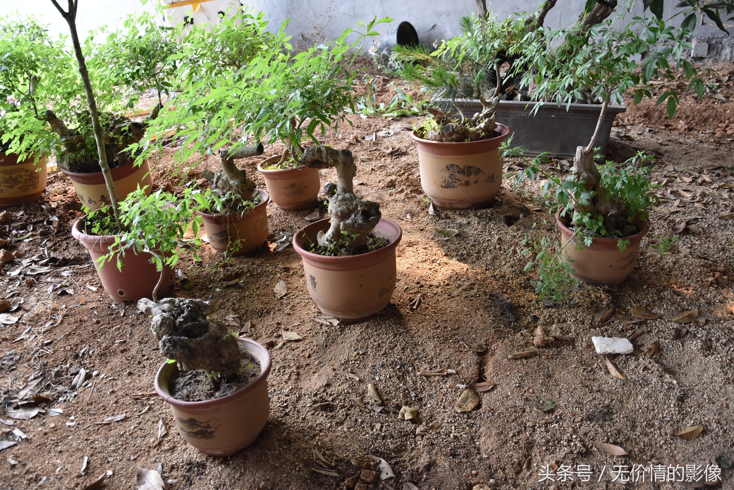 村民在山上挖来的这些木头疙瘩 瞧瞧有没有艺术价值?