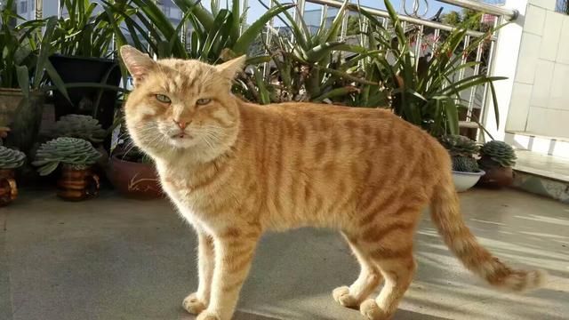 十个橘猫九个胖,还有一只压塌炕!养了这猫咪,那