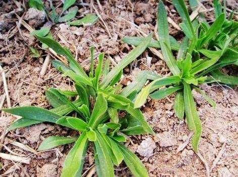 农村有种野菜，名字不但好听，口感也非常棒，女性吃了好处多