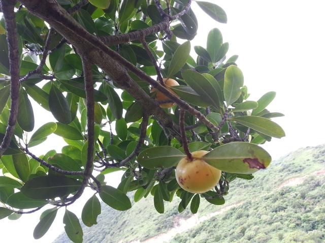 这金黄金黄的野果，你吃过吗