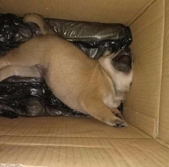 路遇一只中华田园犬,网友想带回家养,闺蜜阻拦