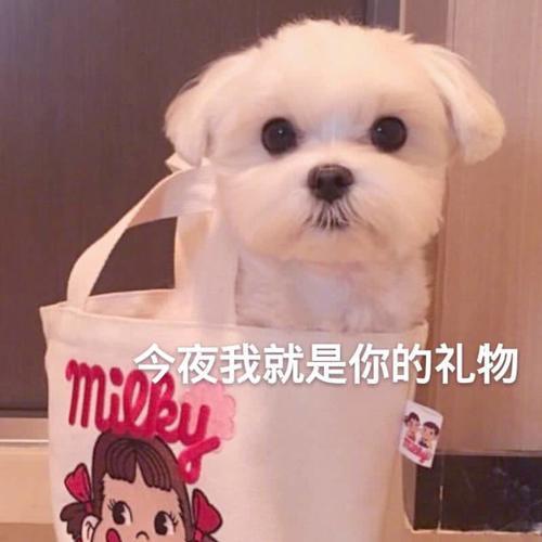 情话表情表情:愿无告白可回头,且以深情嘬啵岁月包图片