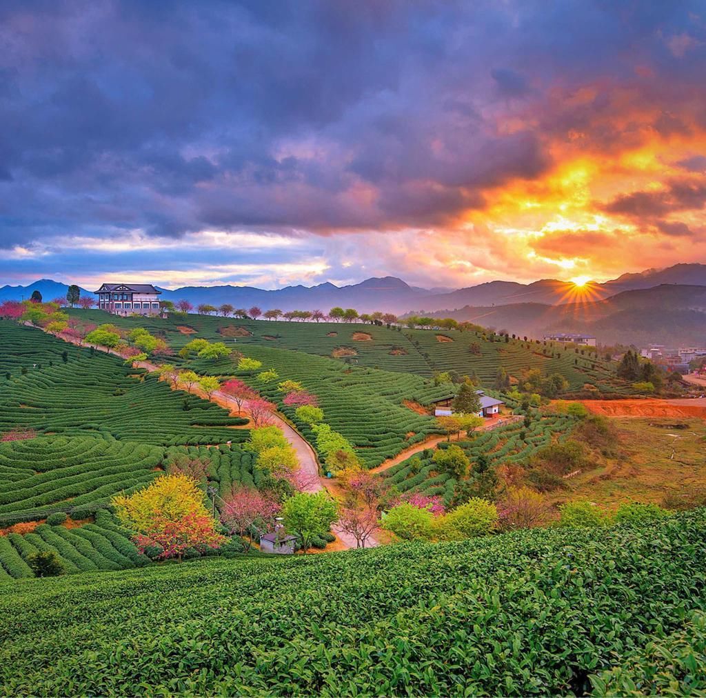踏春|分分钟秒杀东瀛樱花，看“群樱荟萃”的中国最美赏樱地