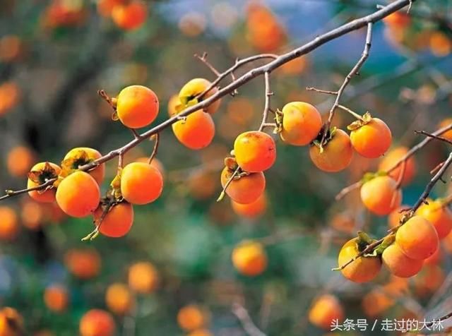 只有今生,没有来世,请好好珍惜这一世!