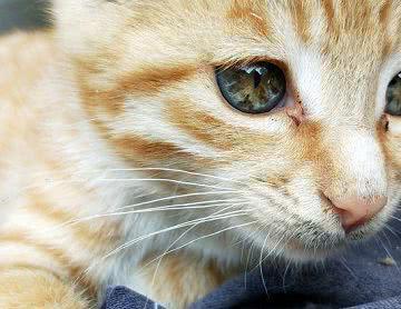 偶然间拍到只流浪橘猫,双眸美似星辰大海,令人