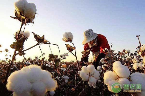 一亩棉花补贴多少钱?2018年棉花补贴政策及发