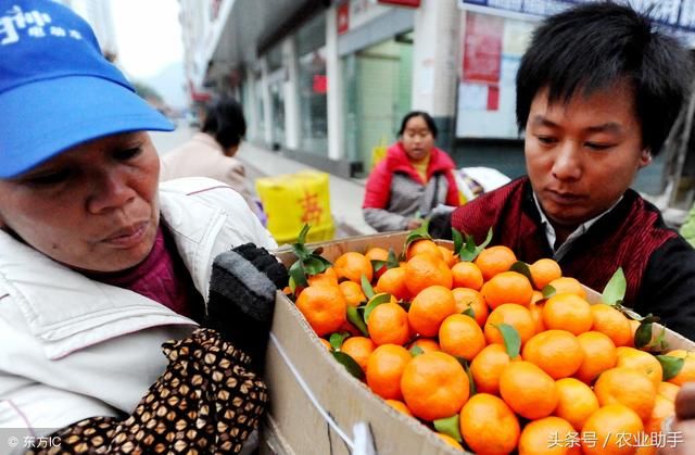 中国沙糖桔跌落“神坛”：给农业投机者敲响了警钟！