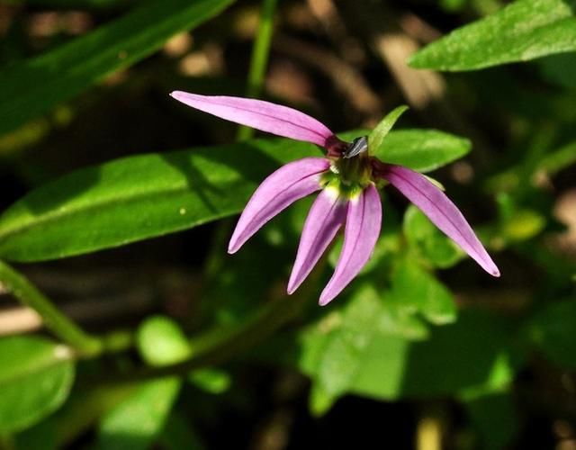 家门口生长的这种野花,你知道它叫什么吗?