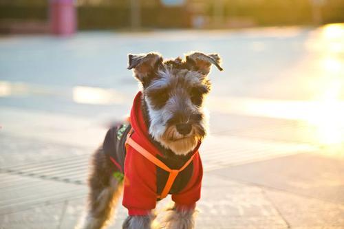 狗狗年纪如何看?人类1岁等于狗狗的7岁?这个