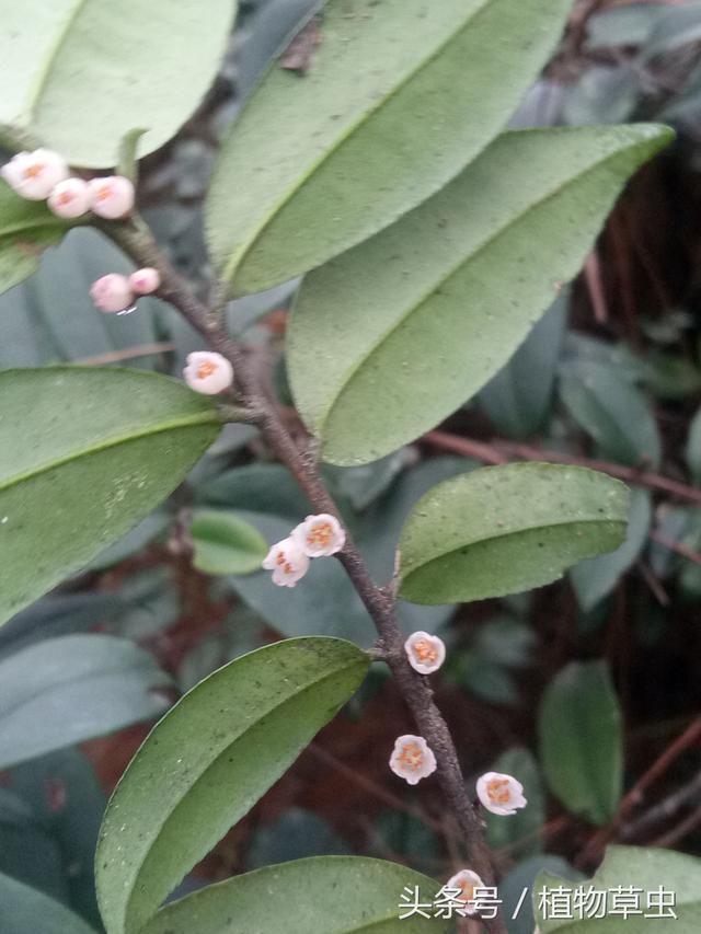 窄基红褐柃，高海拔地区专属山茶科园林植物