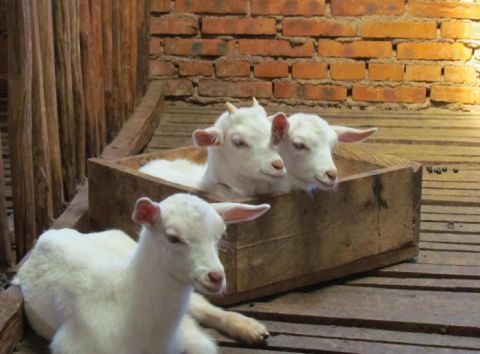 来自欧洲奶羊界的扛把子,世界半数以上奶羊品