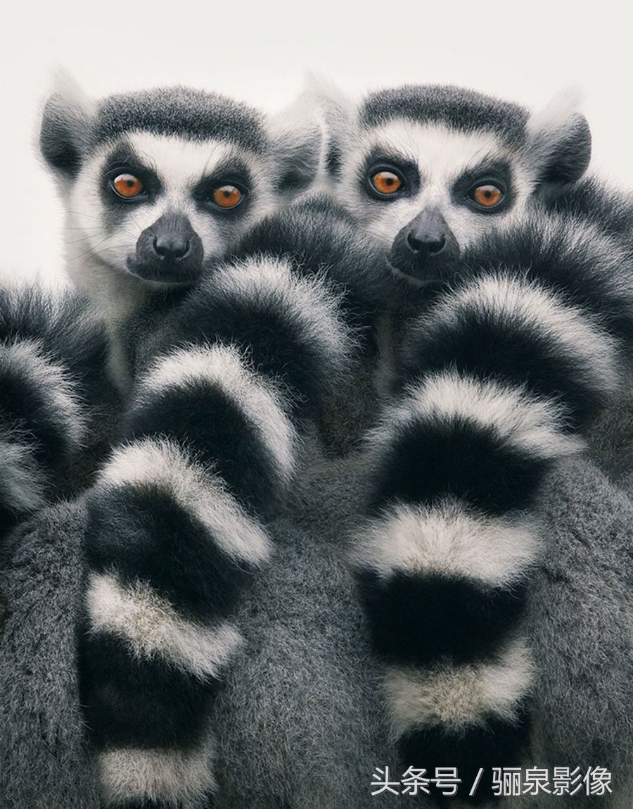 Tim Flach:唤起怜悯之心 充满人性的动物肖像