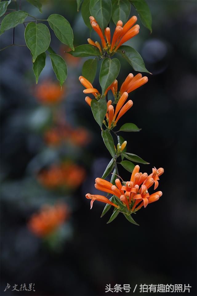 旺旺旺！爆竹花开，带来了好年华！春节到华南农业大学去赏花！