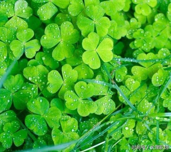 双峰2017教师资格证考试:教师的科学素养